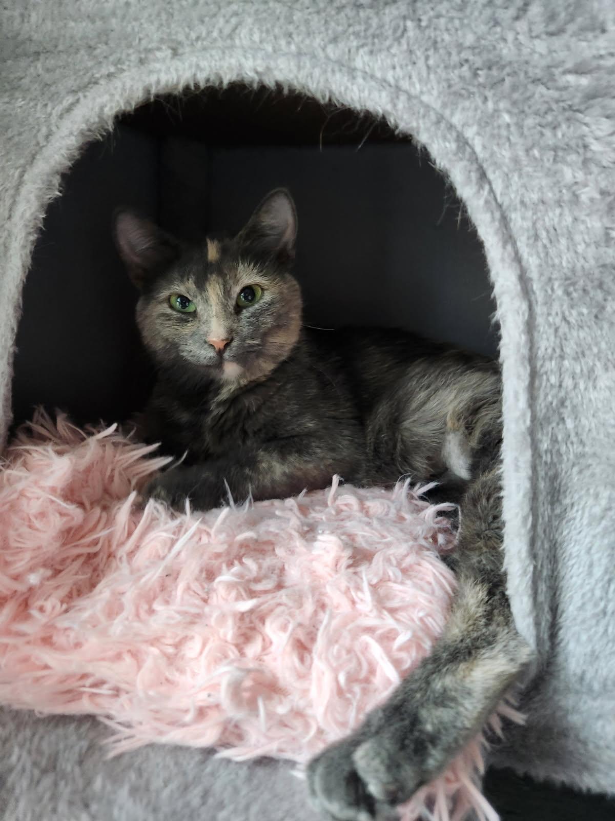 Meredith, Adoptable, Adult Female Domestic Short Hair.