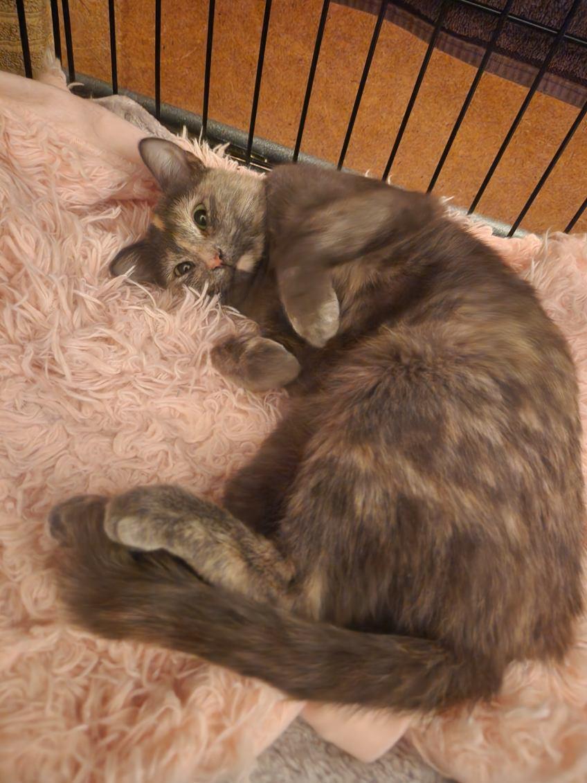 Enlarge Meredith, a Adoptable Domestic Short Hair in Lake Saint Louis, MO image 3/3