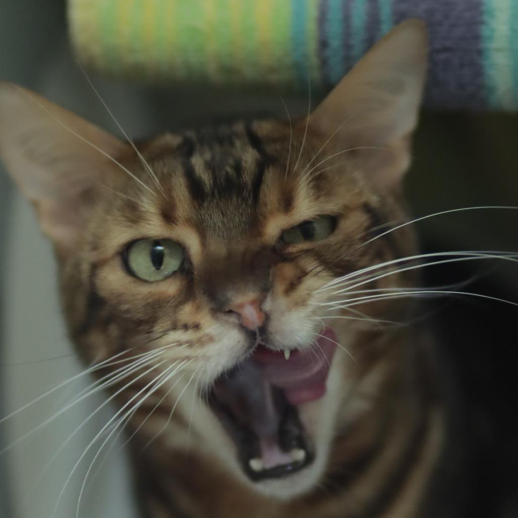 Silky Boy thumbnail 2