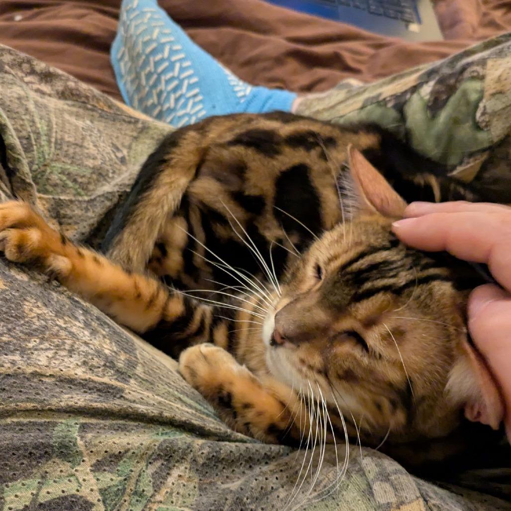 Silky Boy thumbnail 3