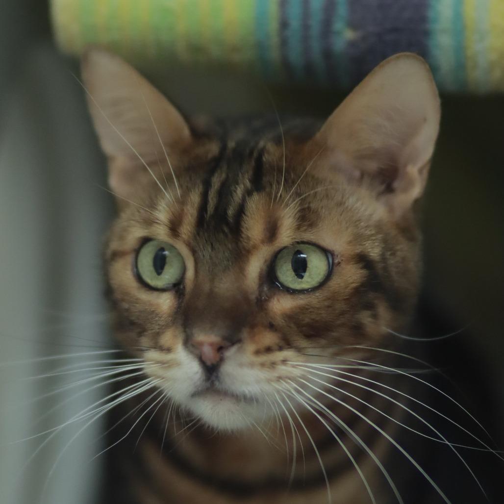 Silky Boy thumbnail 4