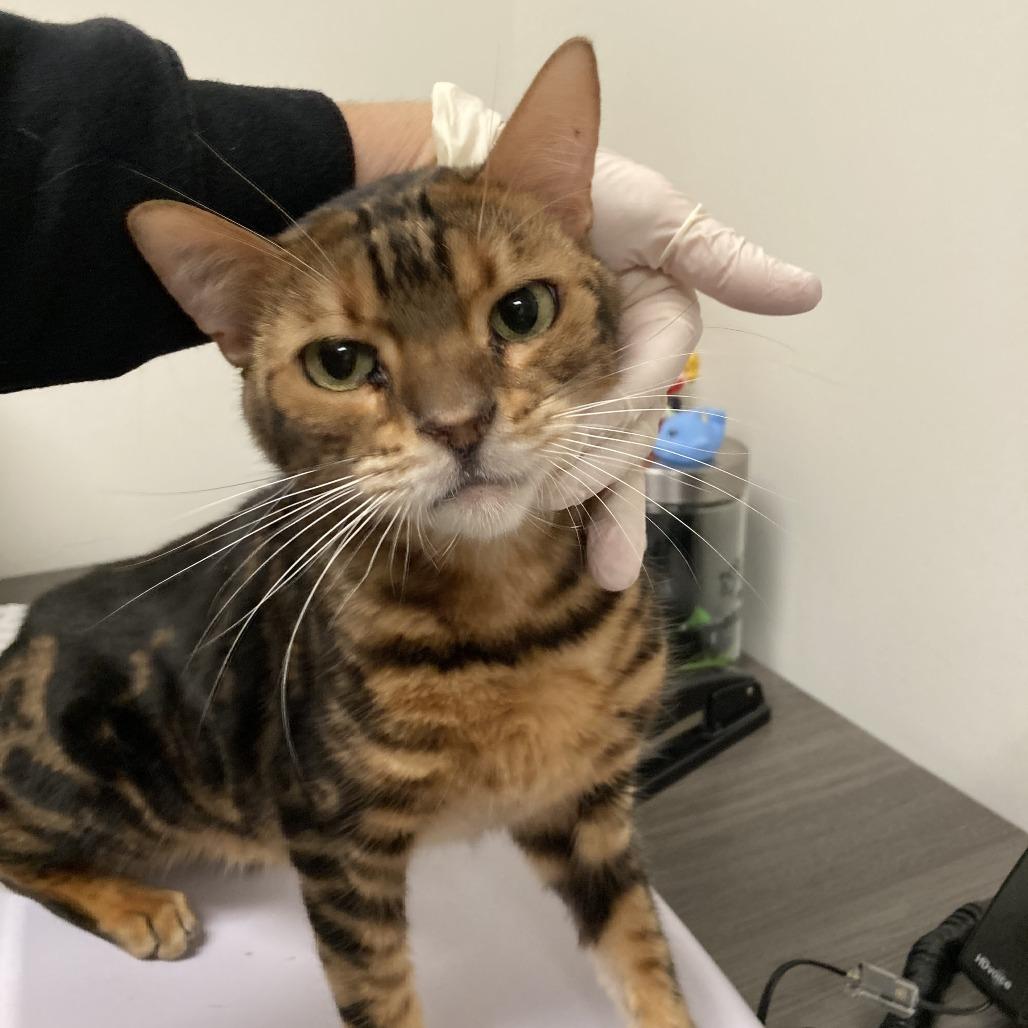 Silky Boy thumbnail 5