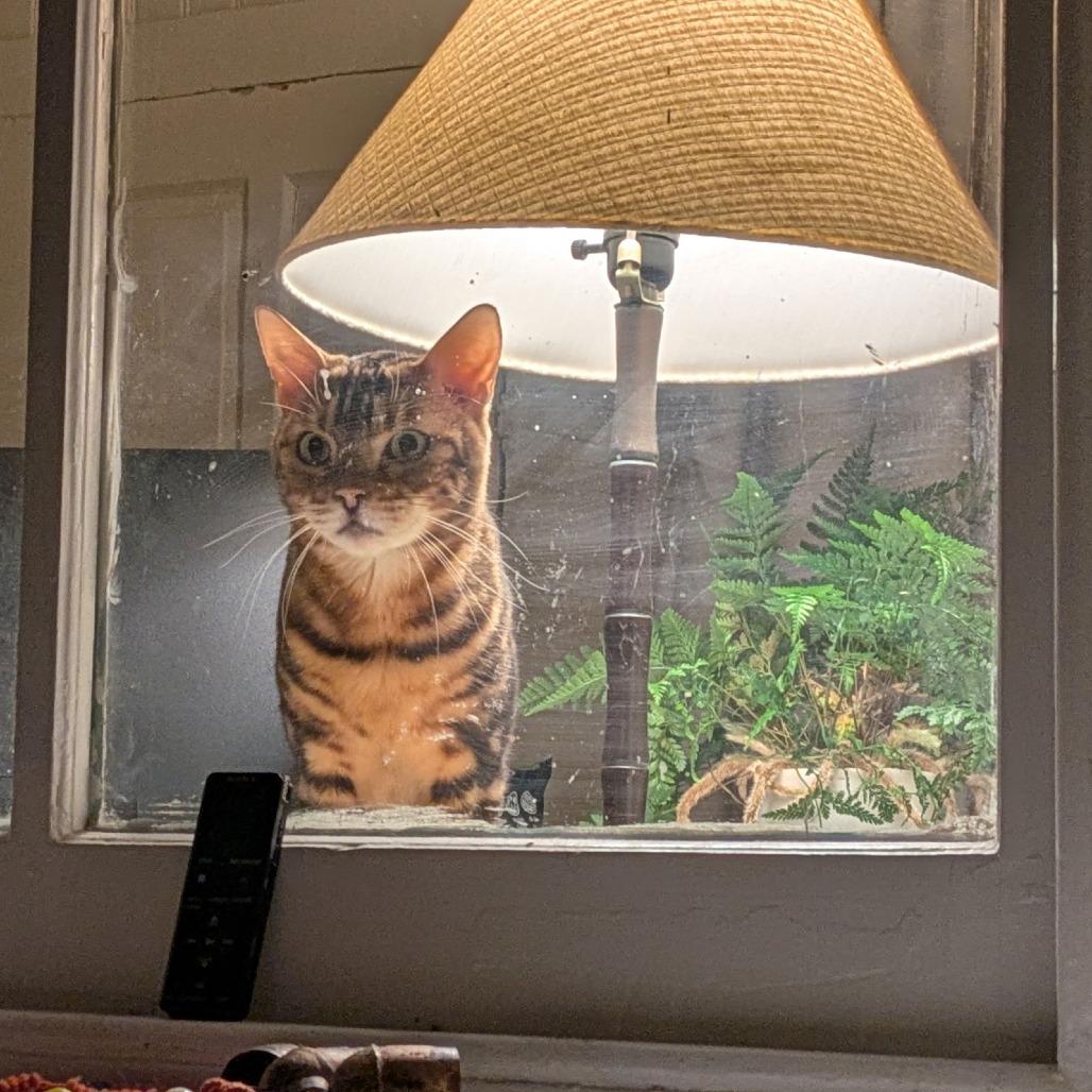 Silky Boy thumbnail 6