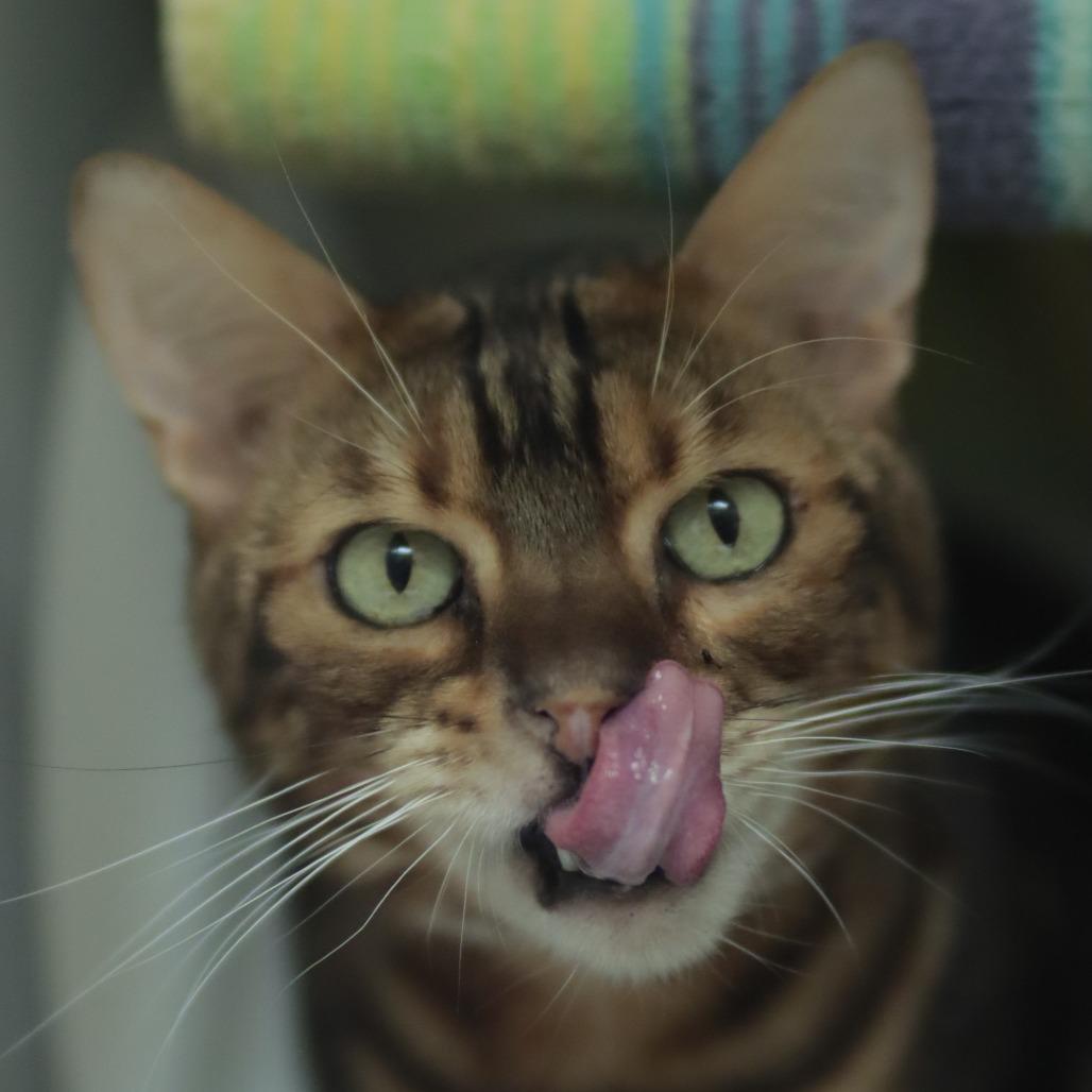 Silky Boy thumbnail 7