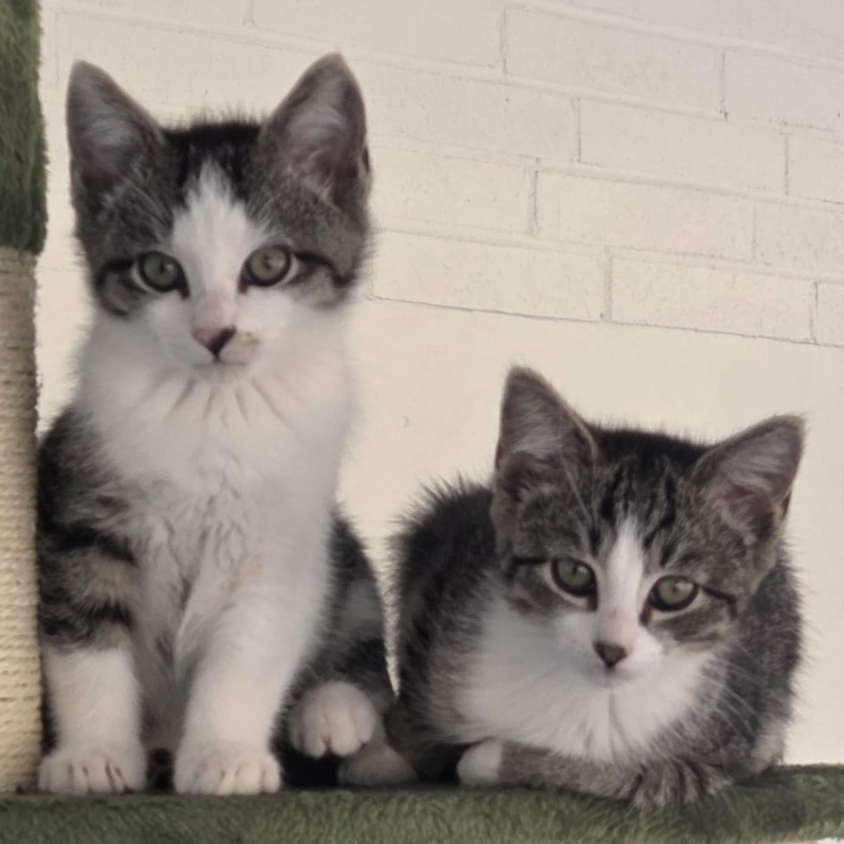 Enlarge Ember, an adopted mixed breed in Harrisburg, PA image 4/4