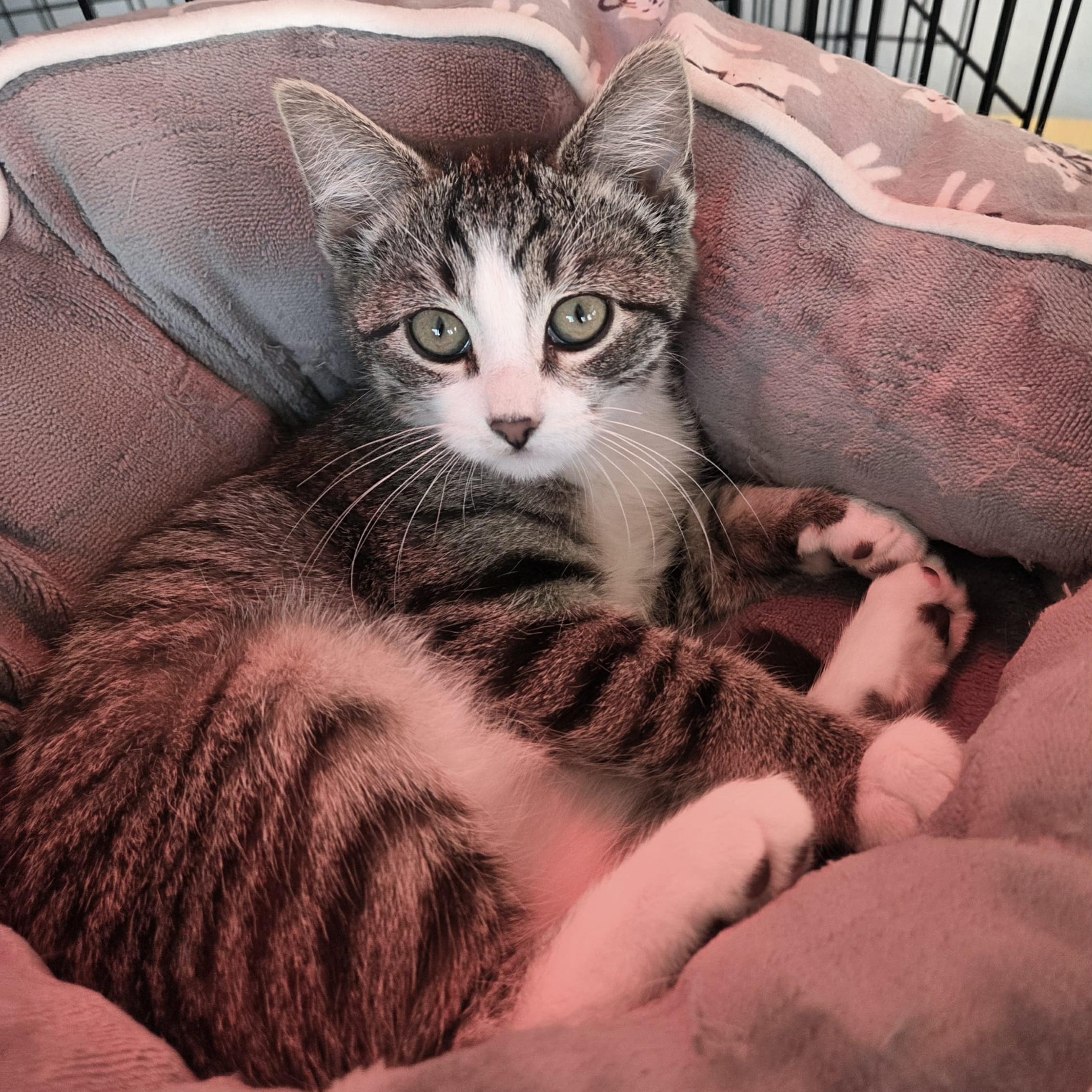 Enlarge Ember, an adopted mixed breed in Harrisburg, PA image 2/4