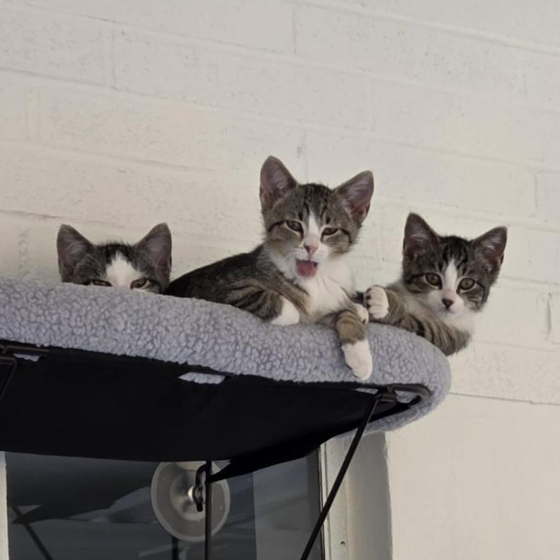 Enlarge Ember, an adopted mixed breed in Harrisburg, PA image 3/4