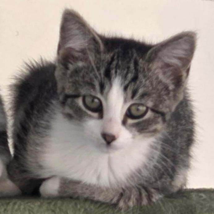 Enlarge Ember, an adopted mixed breed in Harrisburg, PA image 1/4