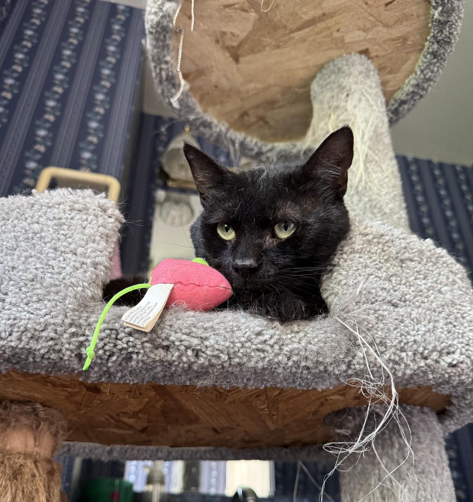 Chia, Adoptable, Adult Male Domestic Short Hair.