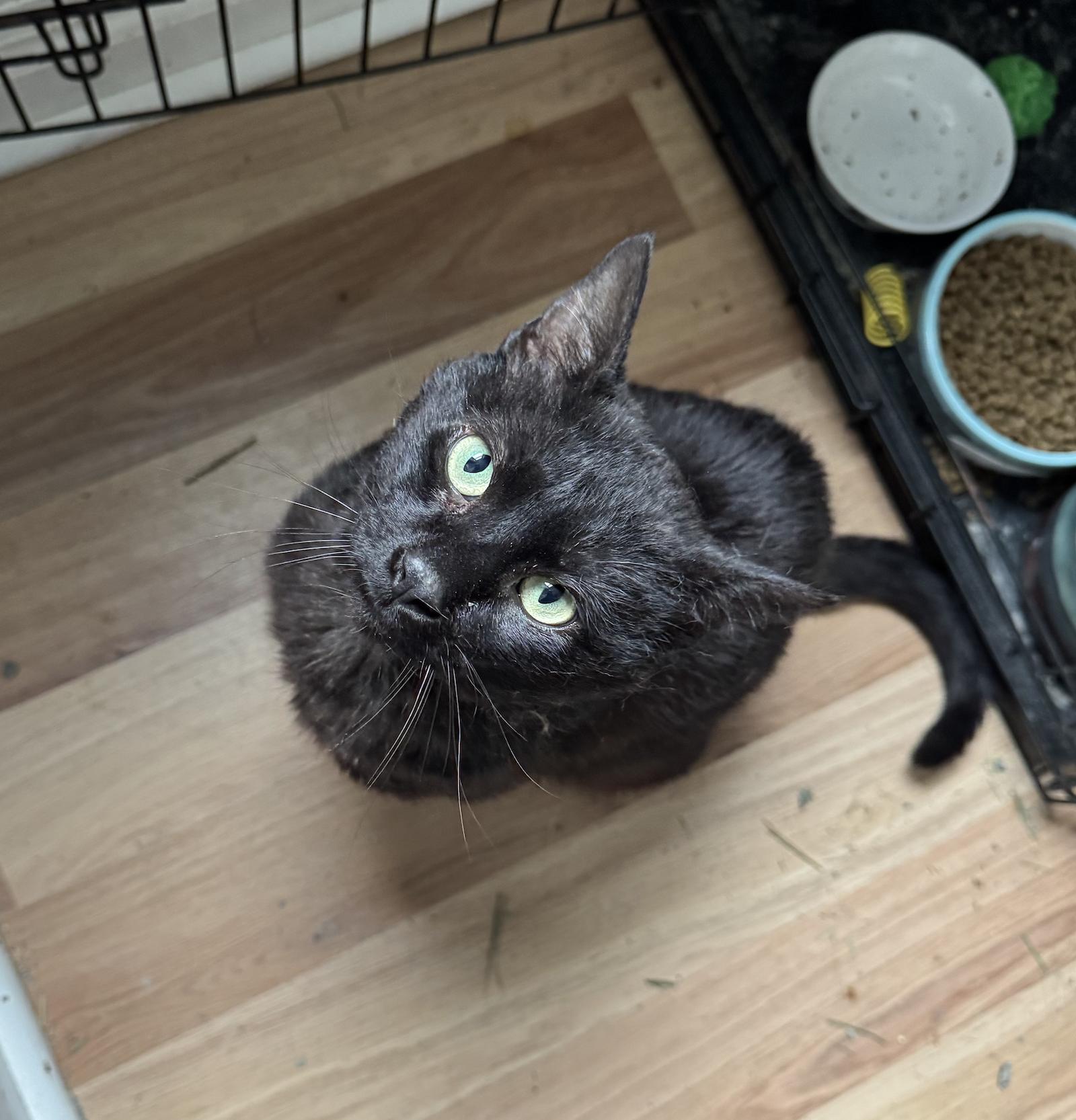 Chia, a Adoptable Domestic Short Hair in Wheaton, IL image 2/3