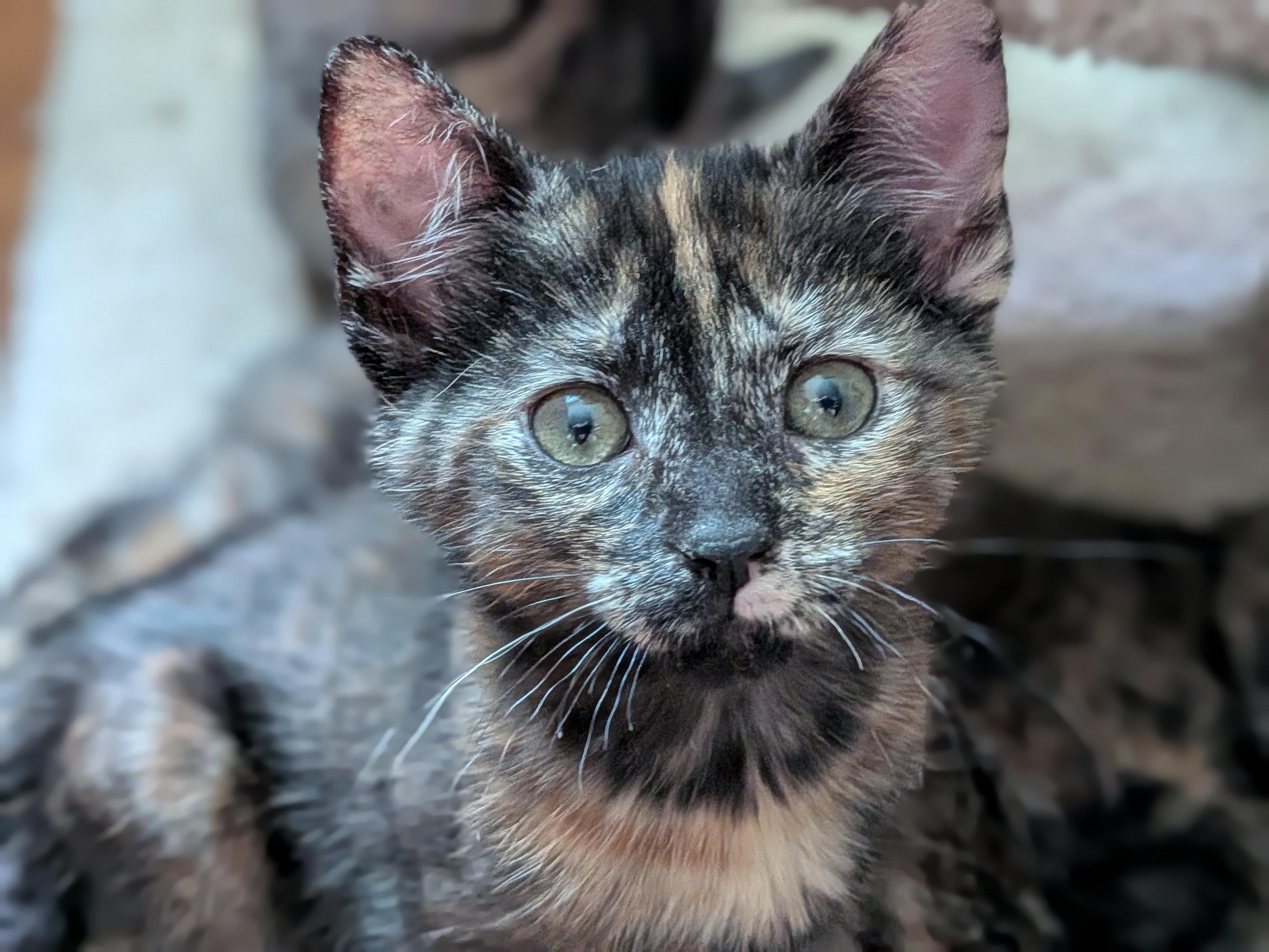 Enlarge Zev, an adopted mixed breed in Ellicott City, MD image 1/6