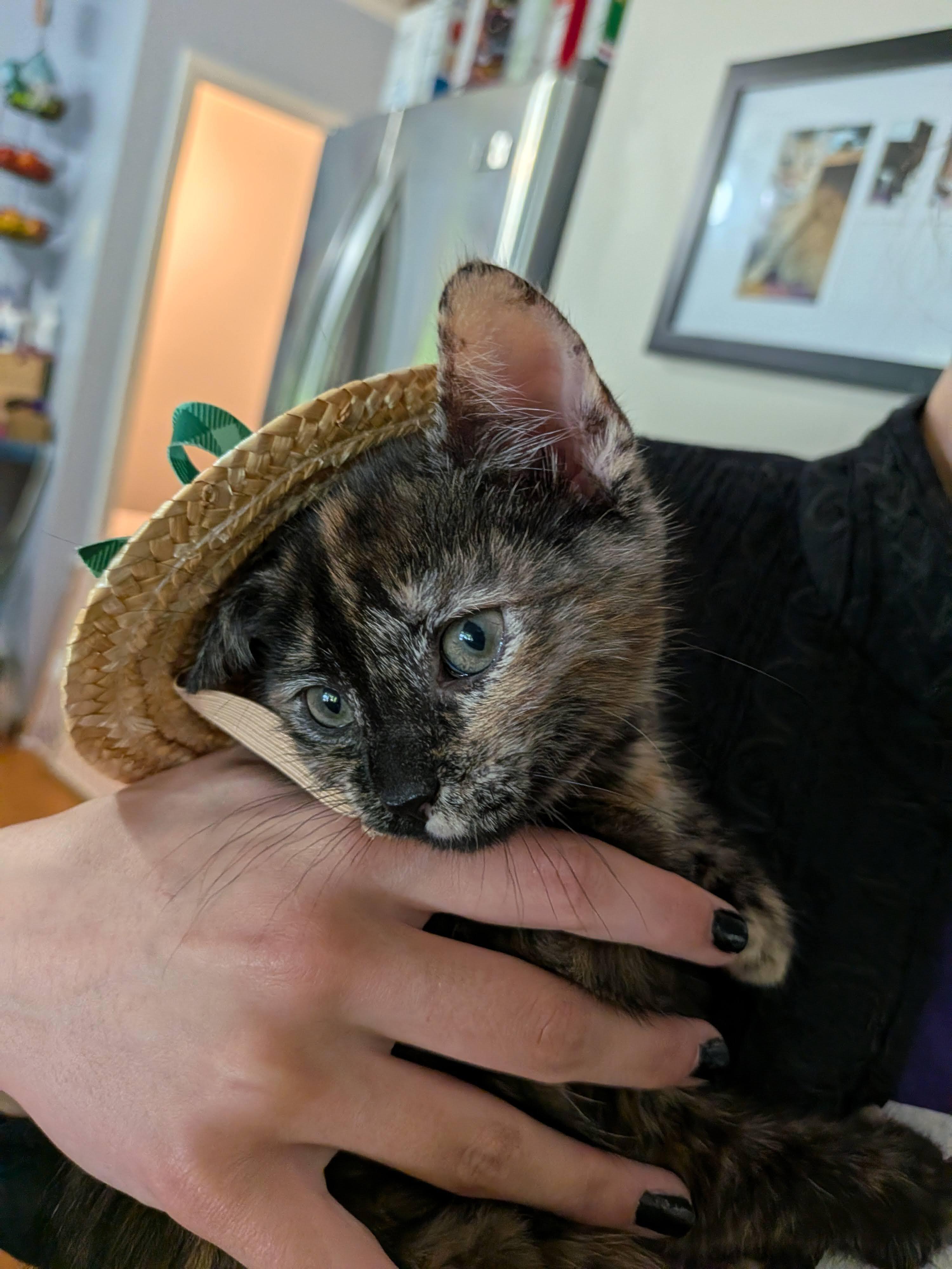 Enlarge Zev, an adopted mixed breed in Ellicott City, MD image 5/6