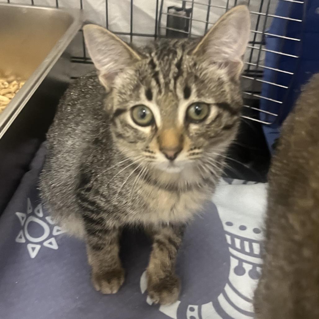 Shark, Adoptable, Kitten Female Domestic Short Hair.