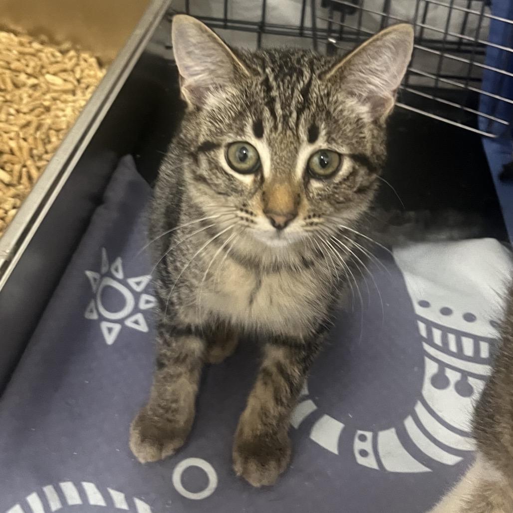 Enlarge Shark, a Adoptable Domestic Short Hair in Bismarck, ND image 2/2