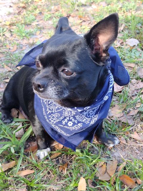 Dinky, a ADOPTABLE Chiweenie in Maitland, FL image 1/4