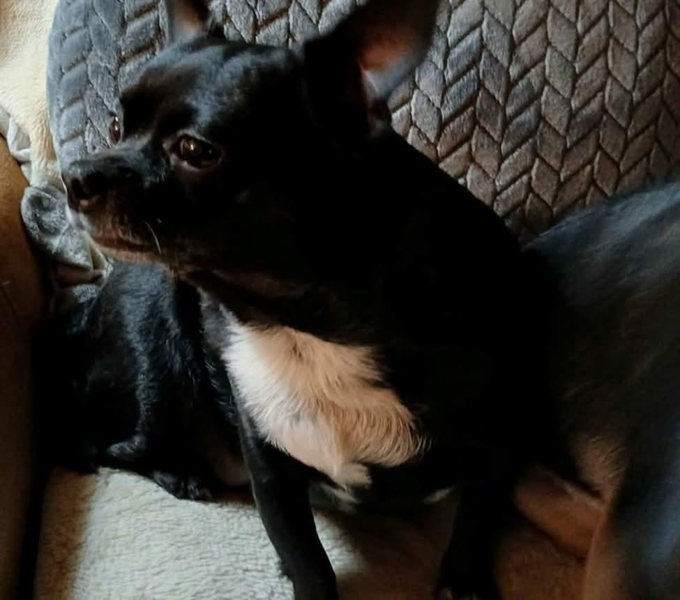 Dinky, a ADOPTABLE Chiweenie in Maitland, FL image 4/4