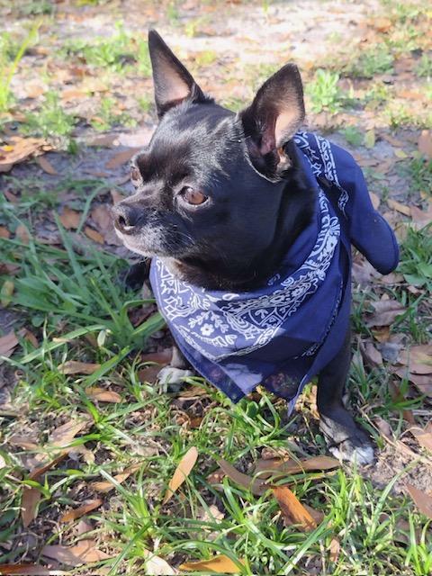 Dinky, a ADOPTABLE Chiweenie in Maitland, FL image 2/4