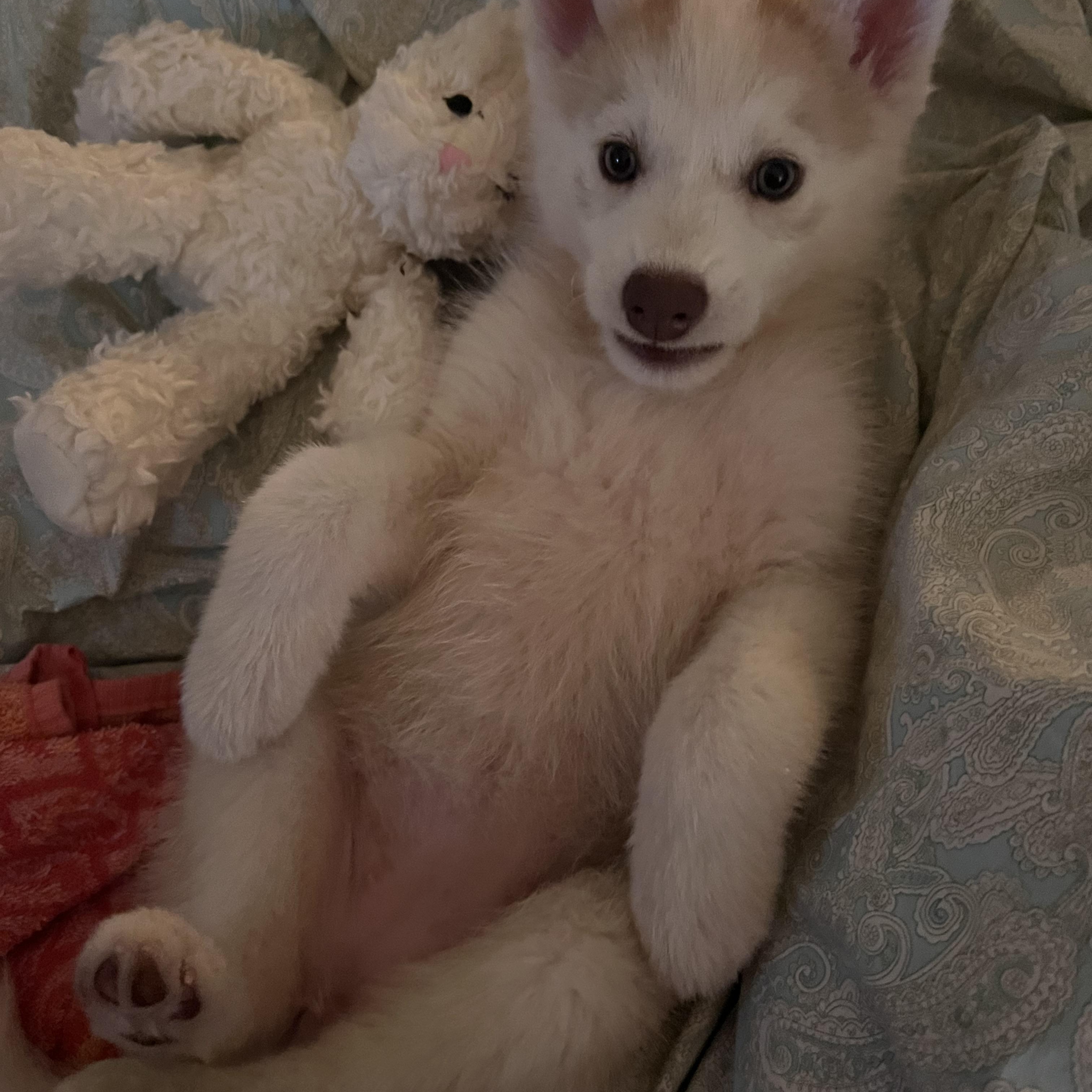 Enlarge Wynonna - Adopted, a Adoptable Husky in Carlisle, PA image 2/5