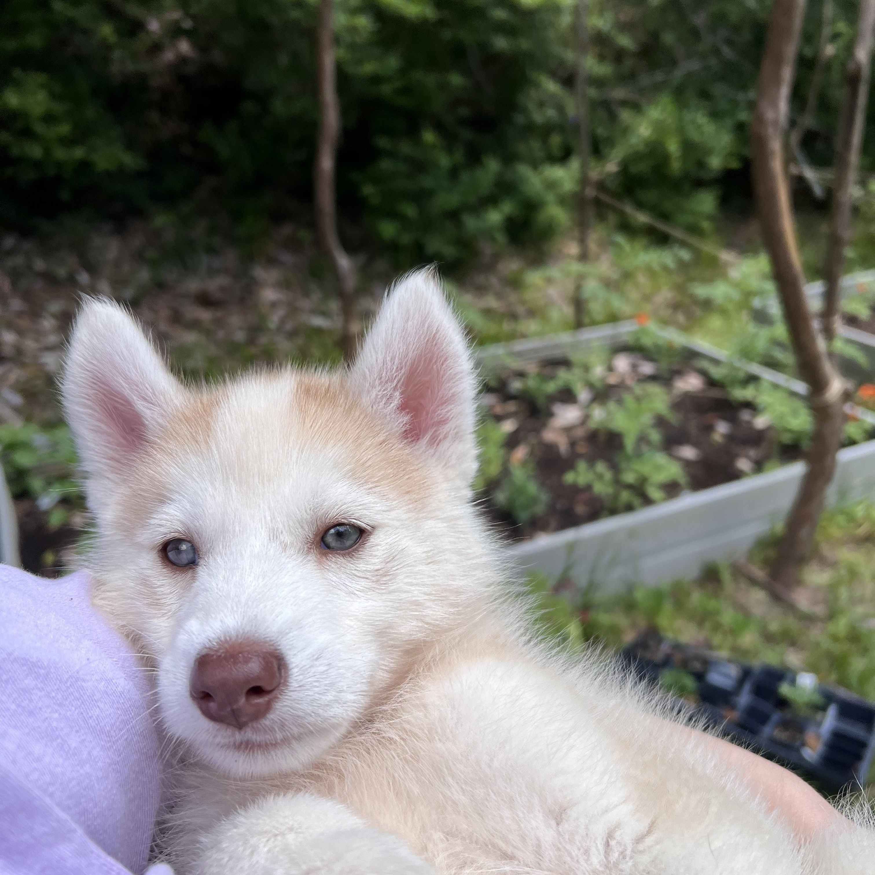 Enlarge Wynonna - Adopted, a Adoptable Husky in Carlisle, PA image 3/5