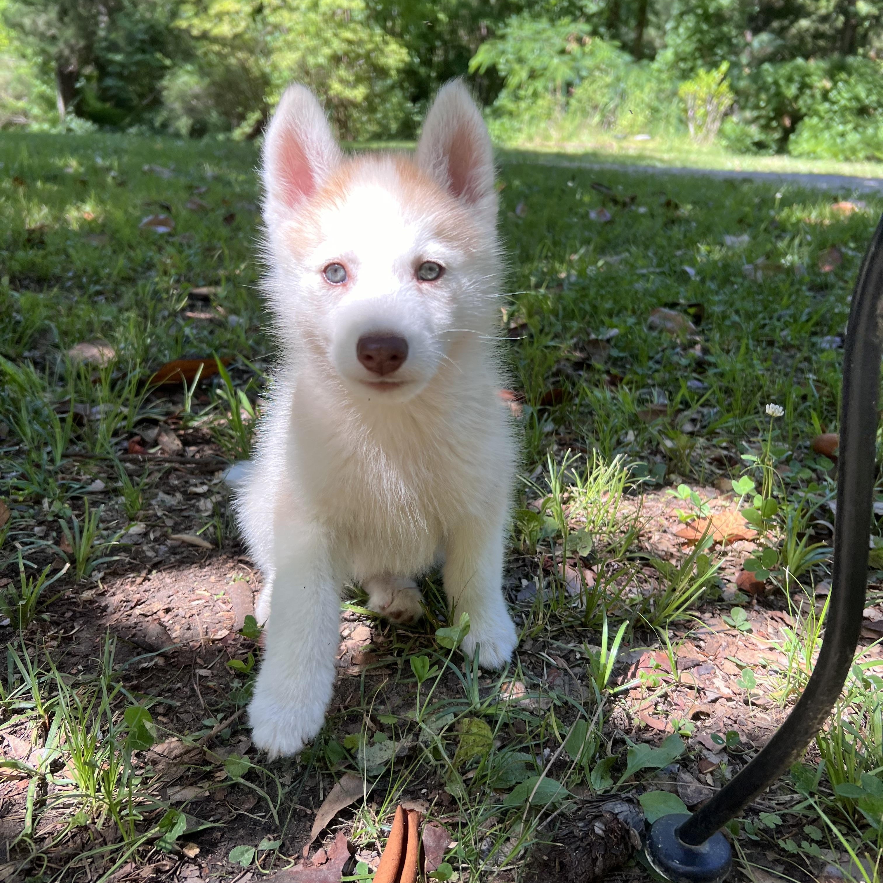 Enlarge Wynonna - Adopted, a Adoptable Husky in Carlisle, PA image 4/5