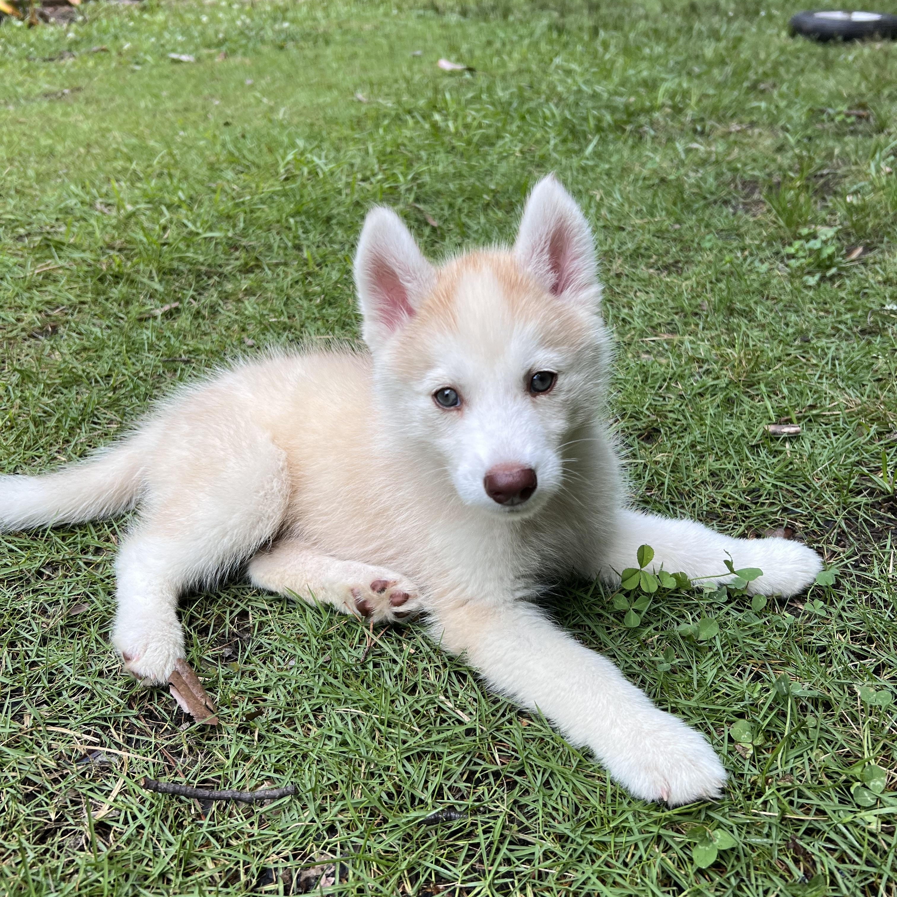 Wynonna - Adopted, Adoptable, Puppy Female Husky.
