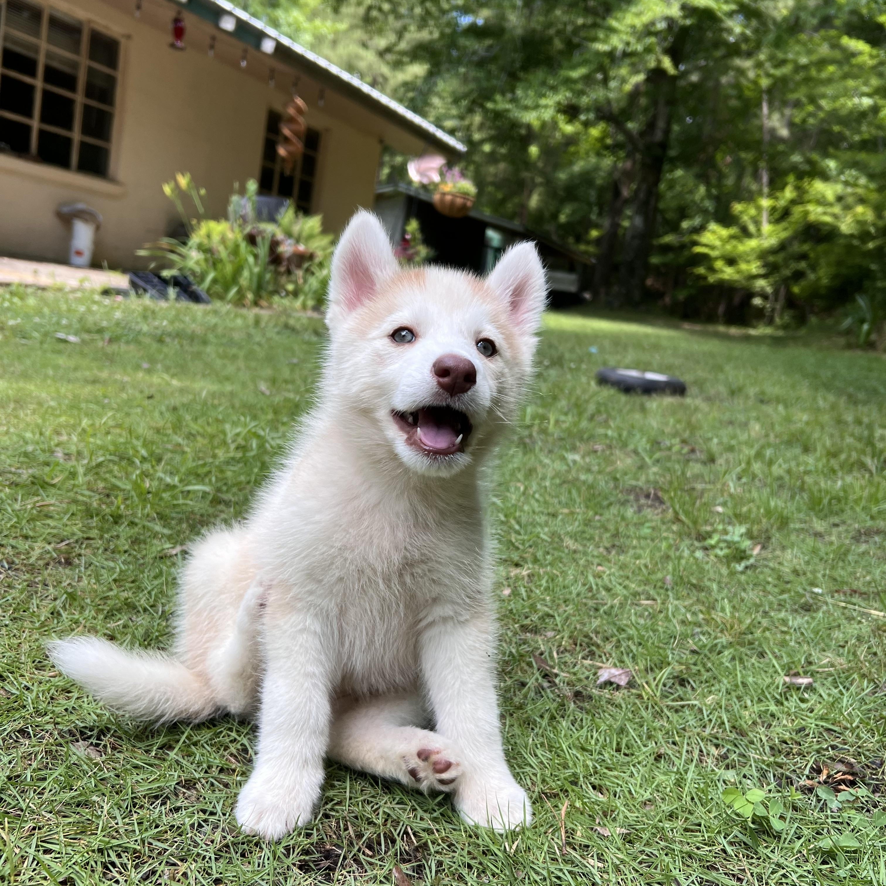 Enlarge Wynonna - Adopted, a Adoptable Husky in Carlisle, PA image 5/5