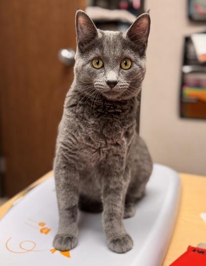 Vinnie, Adoptable, Kitten Female Domestic Short Hair & Domestic Short Hair.