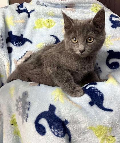 Enlarge Vinnie, a Adoptable mixed breed in Visalia, CA image 2/3