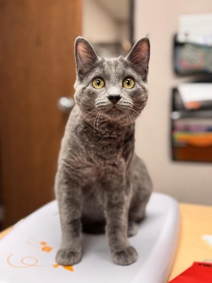 Enlarge Vinnie, a Adoptable mixed breed in Visalia, CA image 3/3