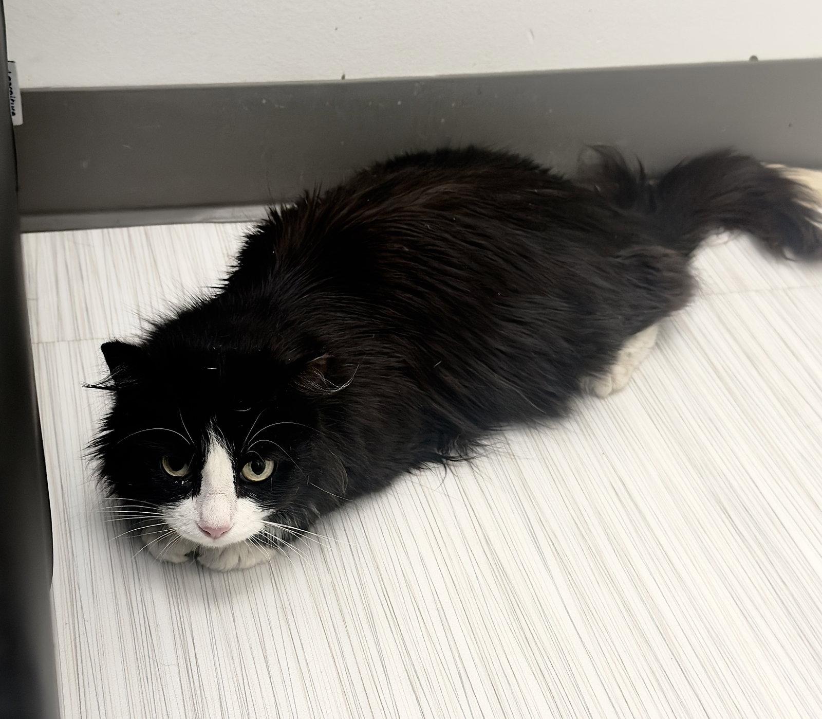 Eevee, Adoptable, Young Female Domestic Short Hair.