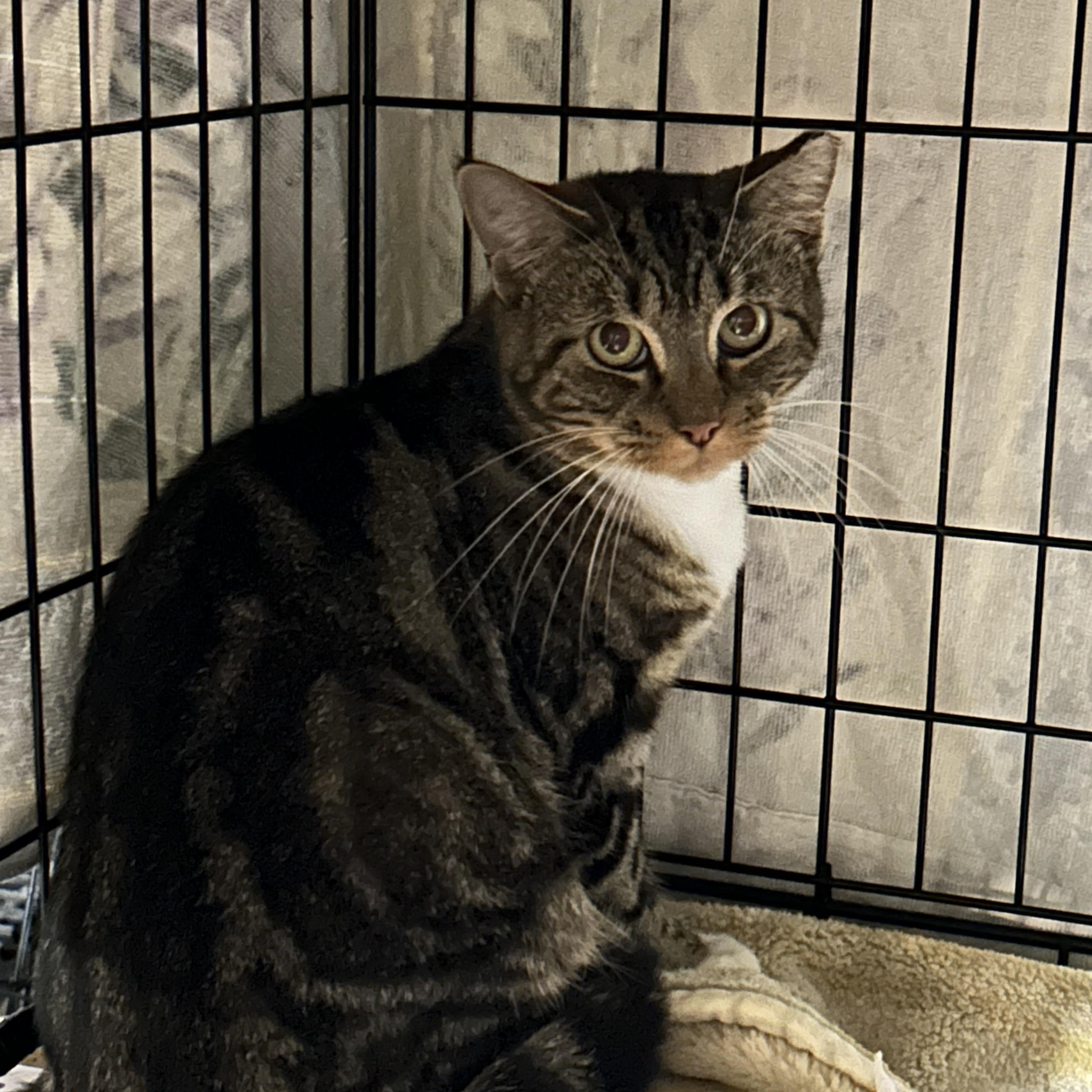 Sonic, Adoptable, Adult Male Domestic Short Hair.