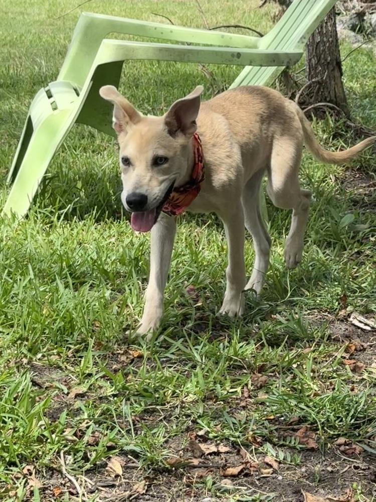 Enlarge Lainey, a Adoptable mixed breed in San Leon, TX image 1/6