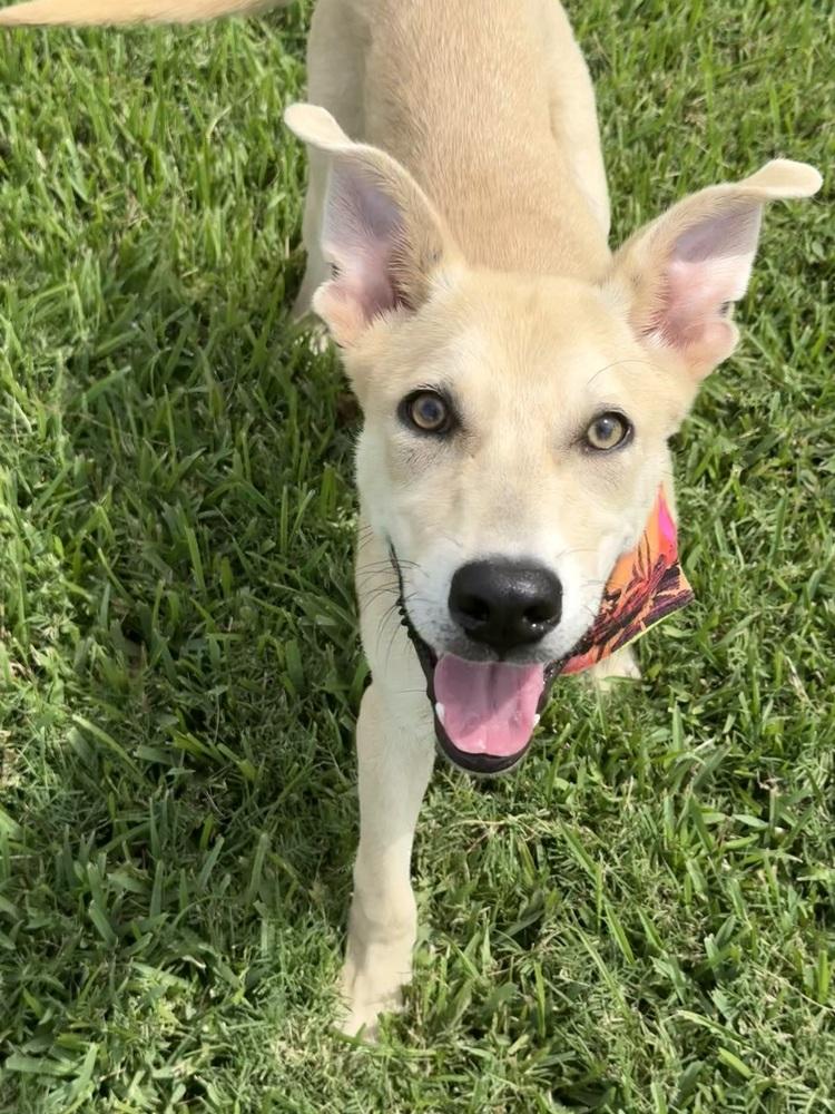 Enlarge Lainey, a Adoptable mixed breed in San Leon, TX image 2/6