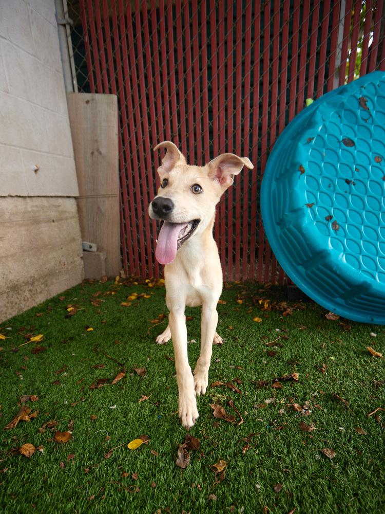 Enlarge Lainey, a Adoptable mixed breed in San Leon, TX image 3/6