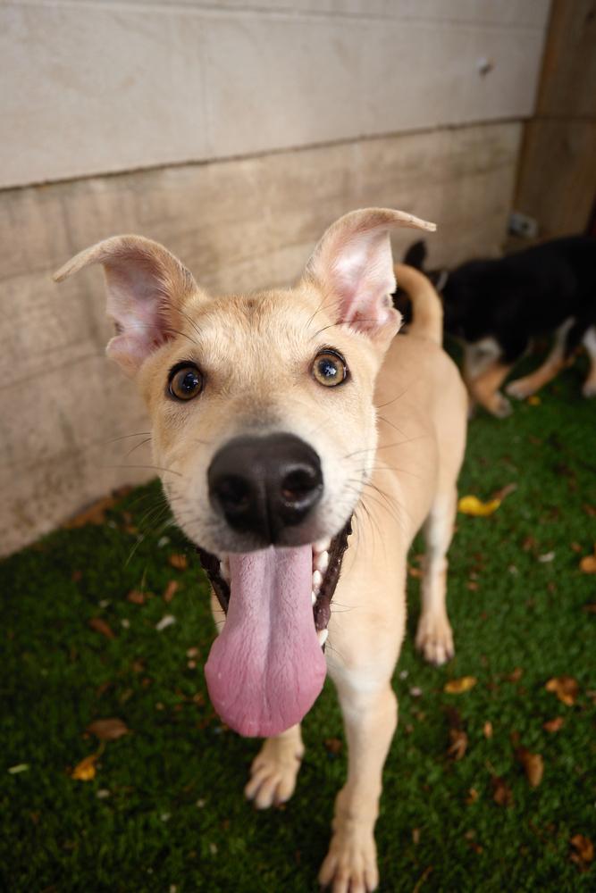 Enlarge Lainey, a Adoptable mixed breed in San Leon, TX image 4/6