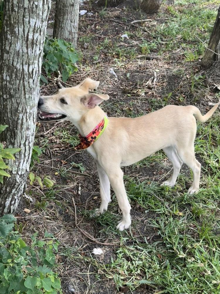 Enlarge Lainey, a Adoptable mixed breed in San Leon, TX image 5/6