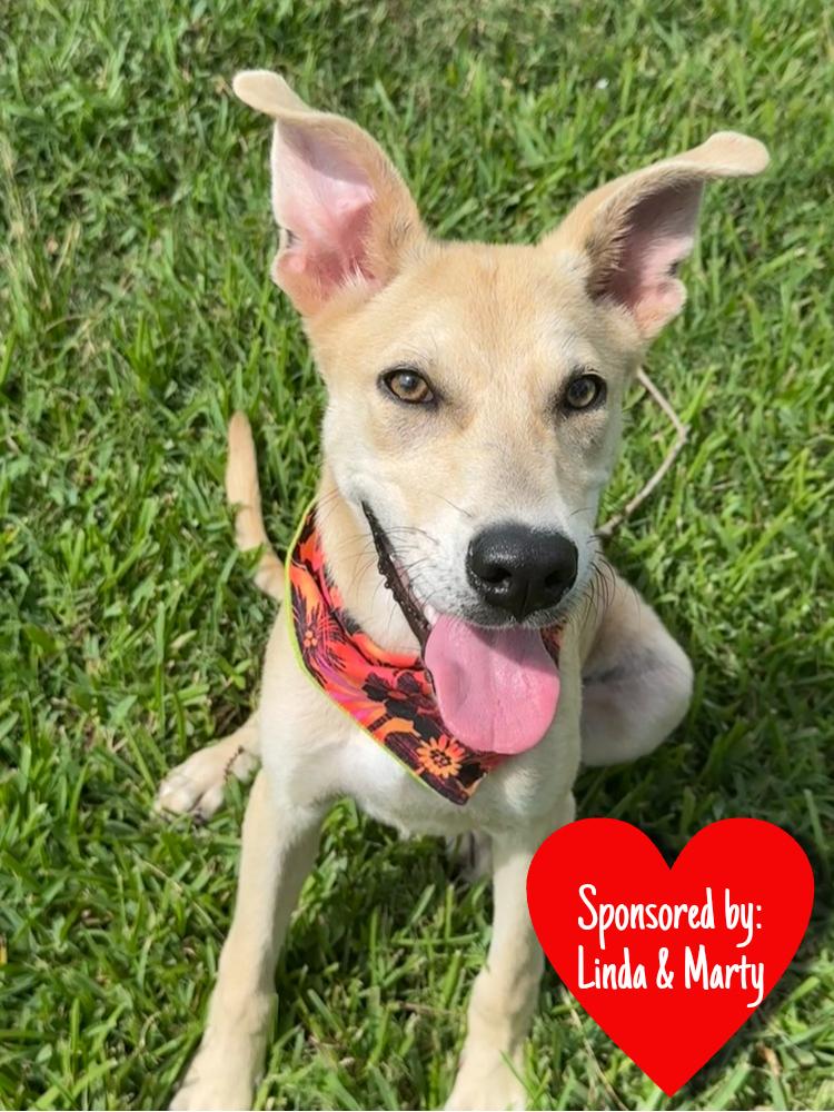 Enlarge Lainey, a Adoptable mixed breed in San Leon, TX image 6/6