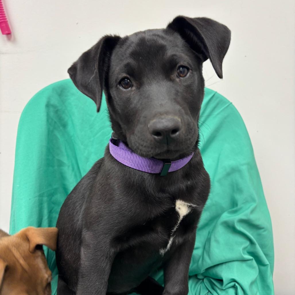 Enlarge Montgomery, an adoptable mixed breed in Homewood, IL image 1/1