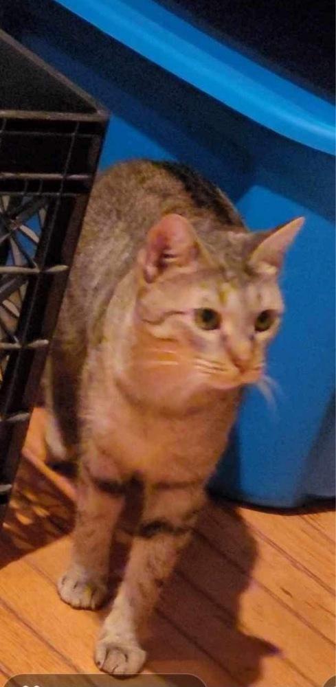 Enlarge Grace, a Adoptable mixed breed in levittown, NY image 1/2