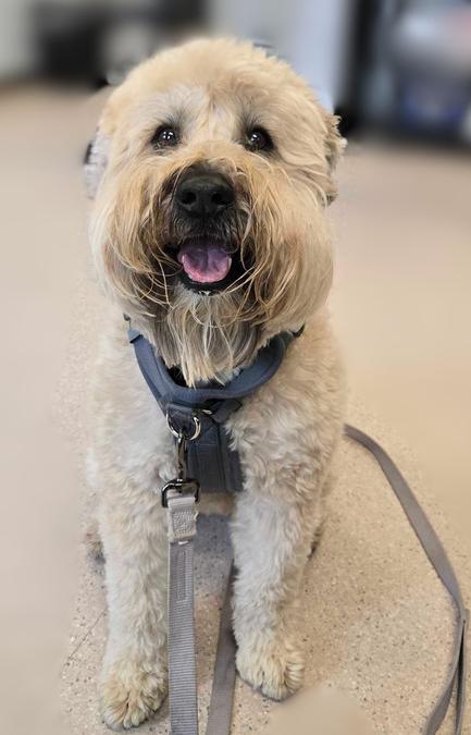 Enlarge Reyna, a Adoptable Wheaten Terrier in Bowling Green, OH image 2/6