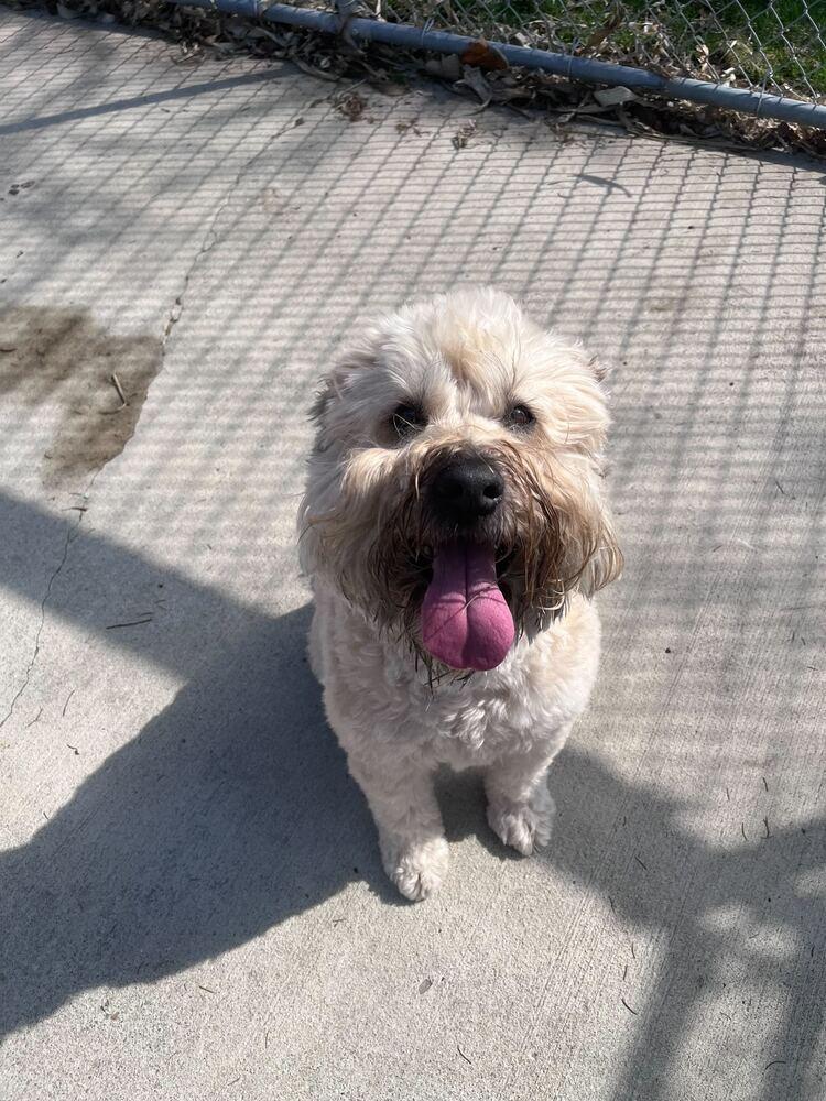 Enlarge Reyna, a Adoptable Wheaten Terrier in Bowling Green, OH image 3/6
