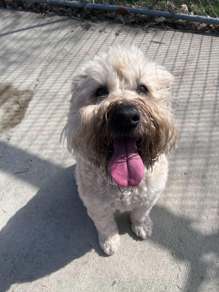 Enlarge Reyna, a Adoptable Wheaten Terrier in Bowling Green, OH image 5/6