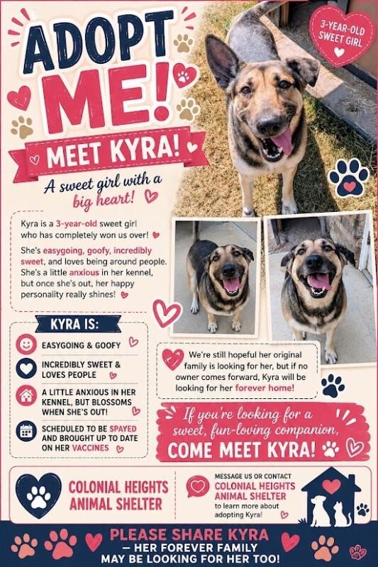 Kyra, Adoptable, Adult Female Shepherd.