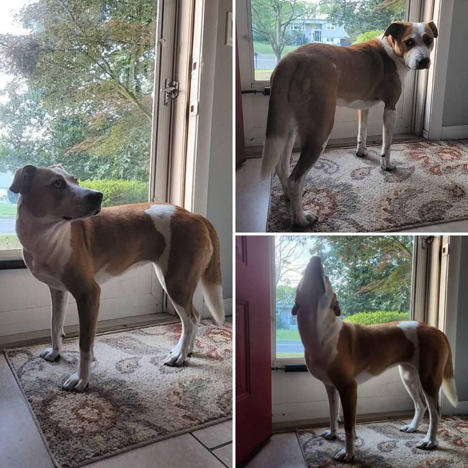 Willow, Adoptable, Young Female Collie.