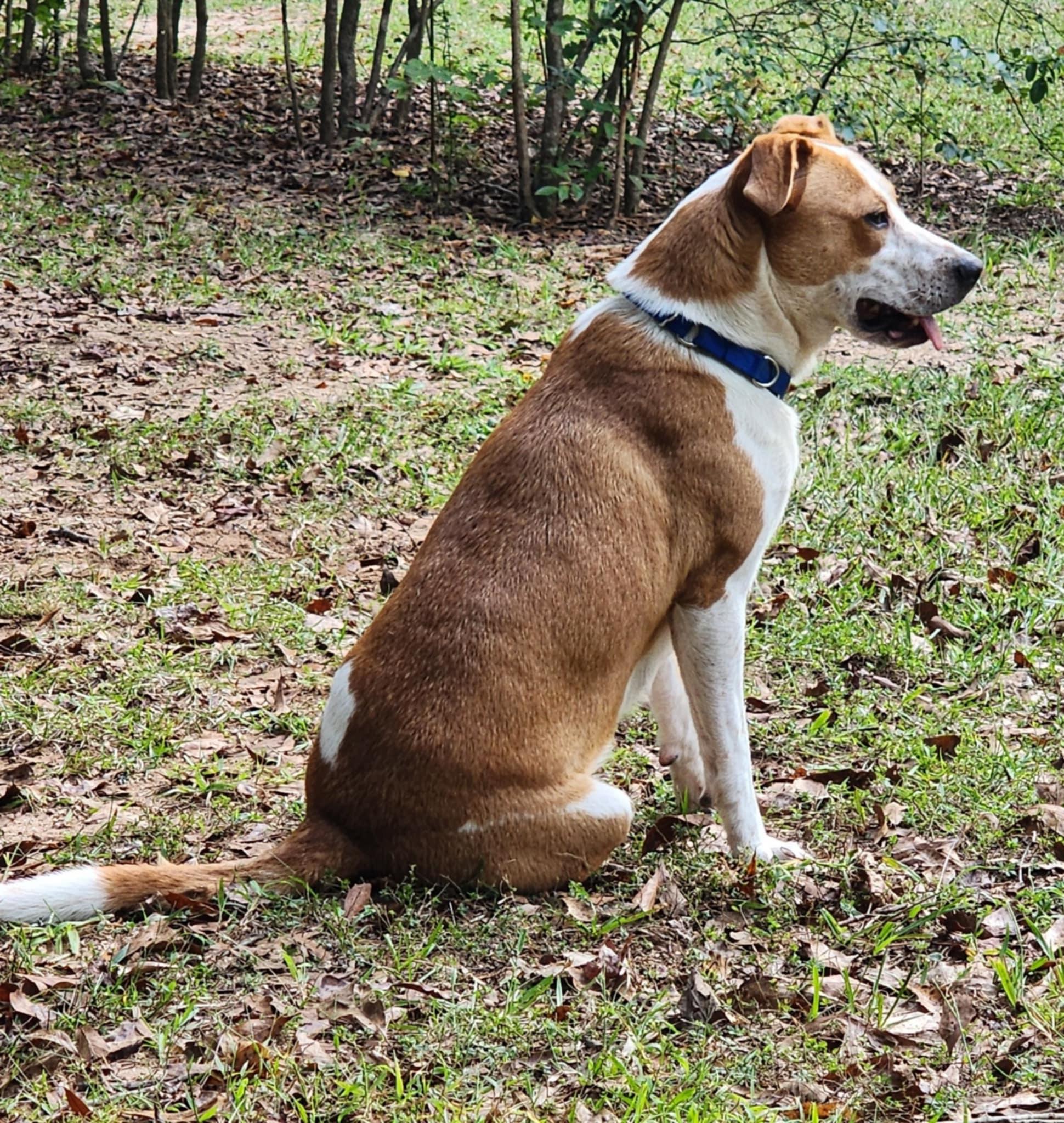Willow, a Adoptable mixed breed in Forked River, NJ image 2/2