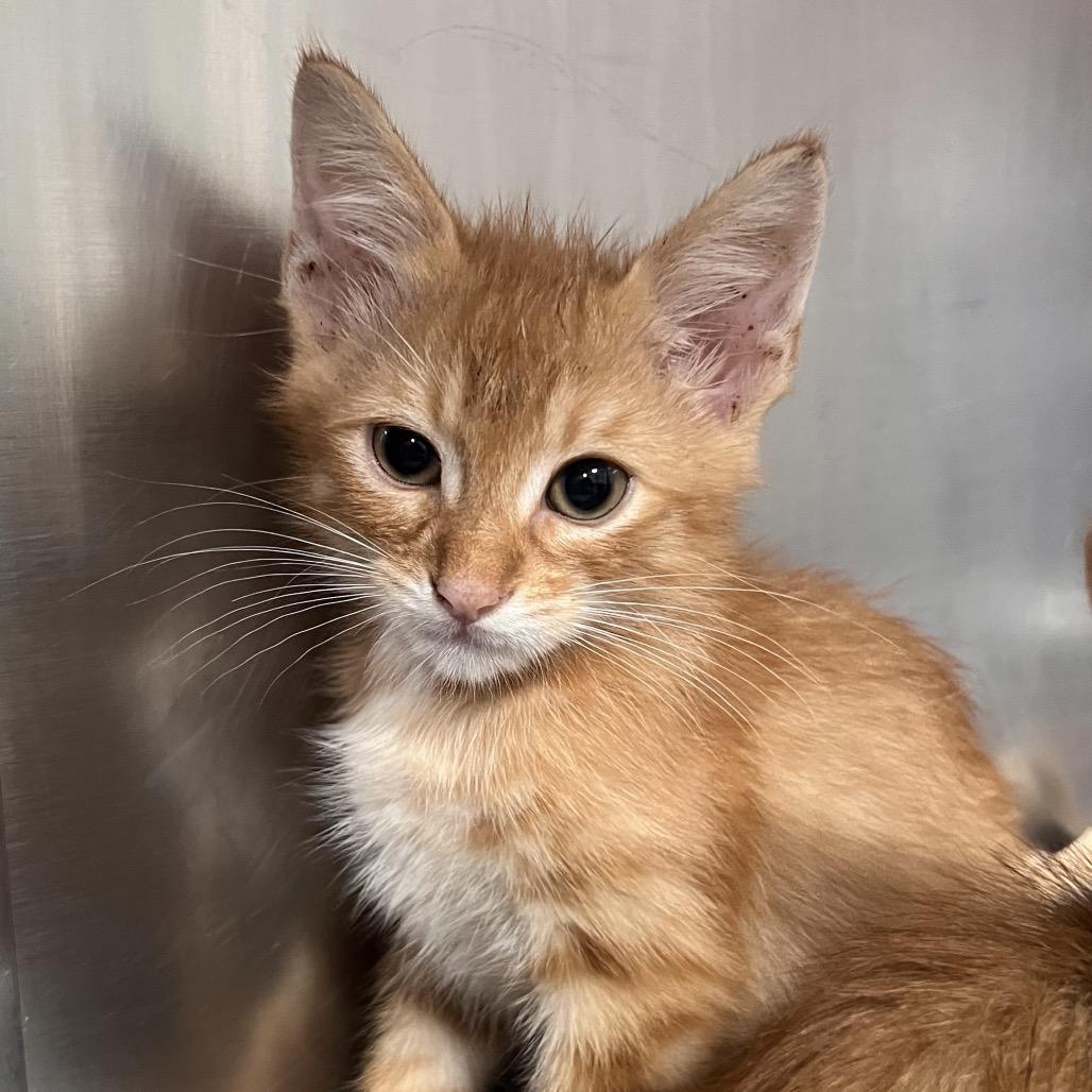Enlarge Fennel, a Adoptable Domestic Short Hair in Pensacola, FL image 1/1