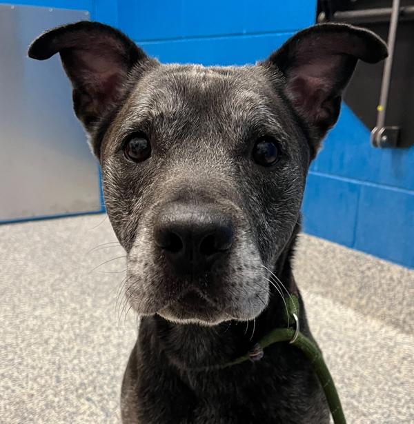 Enlarge Atticus, a Adoptable mixed breed in Golden, CO image 1/1