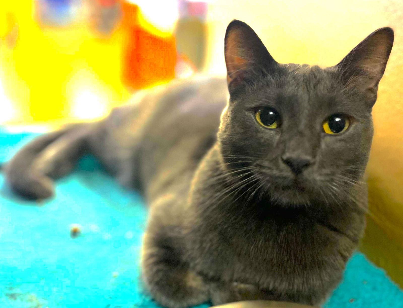 Enlarge Whiskey, a Adoptable mixed breed in Los Angeles, CA image 1/5