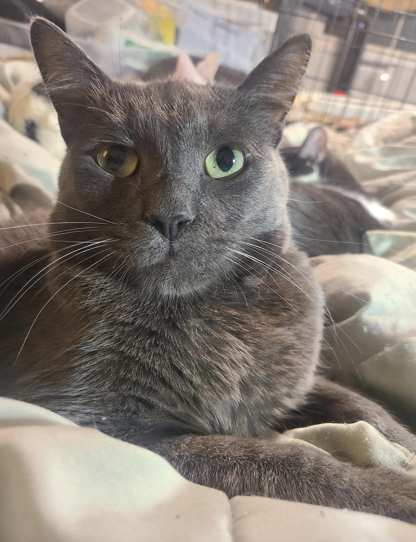 Enlarge Whiskey, a Adoptable mixed breed in Los Angeles, CA image 3/5