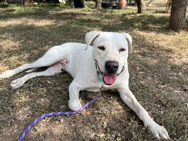 Scooter, ADOPTABLE, Adult Male Dalmatian & Labrador Retriever.
